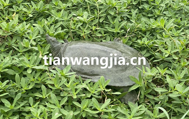 ʻ